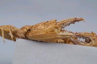 東方蟳藏品圖，第6張